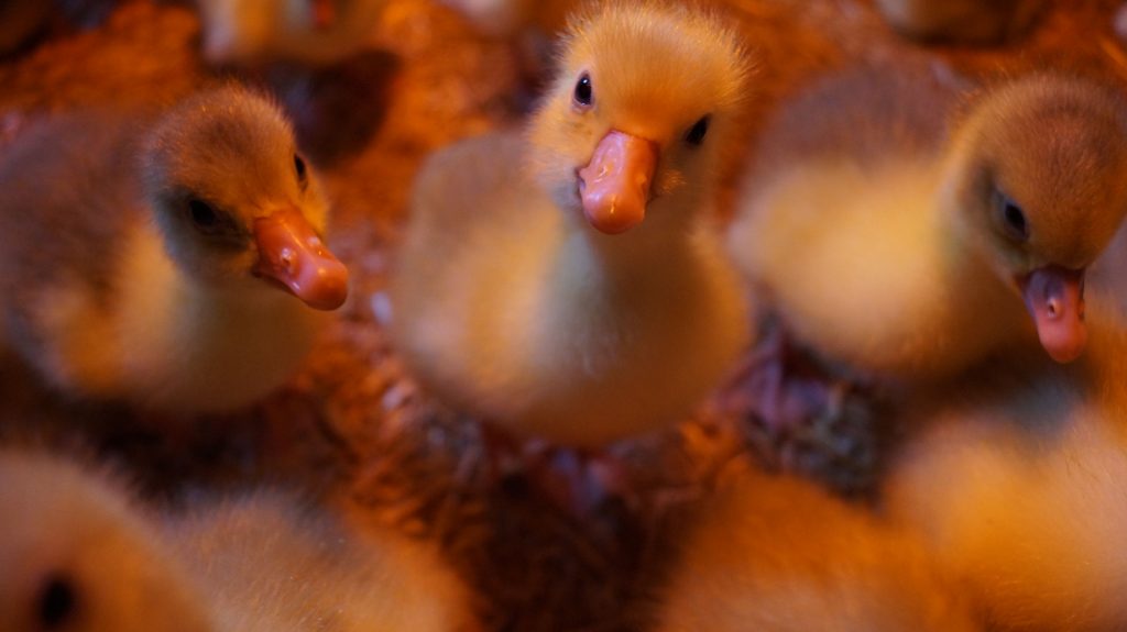 Osttiroler Dolomiten Gans